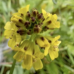 Early Winter Cress