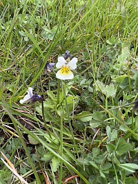 European Field Pansy