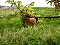 Oak Apple