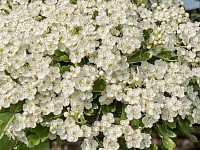 Hawthorn
