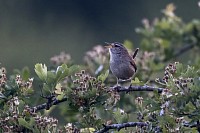 Wren