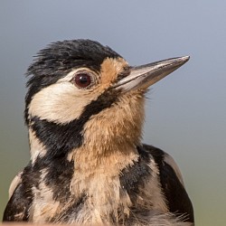 Great Spotted Woodpecker