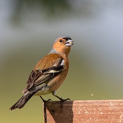 Chaffinch