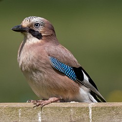 Jay
