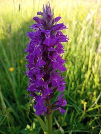 Southern marsh-orchid