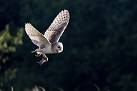 Barn Owl