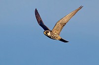 Peregrine
