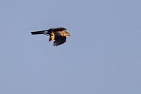 Sparrowhawk