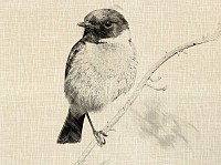 Stonechat