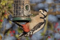Great Spotted Woodpecker