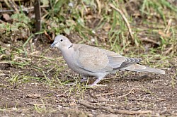 Collared Dove
