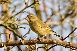 Greenfinch