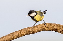 Great Tit