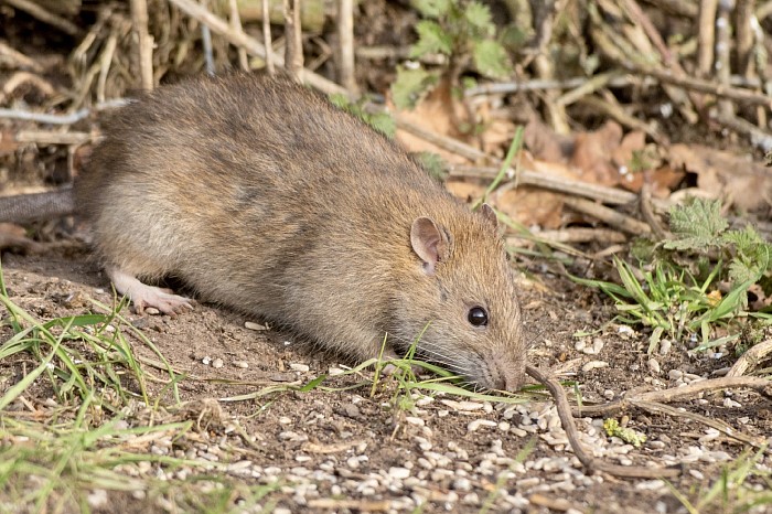 Brown Rat