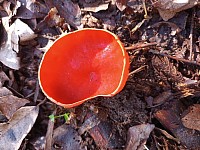 Scarlet Elf Cup