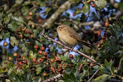 Chiffchaff