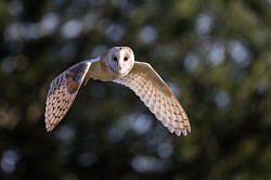 Barn Owl