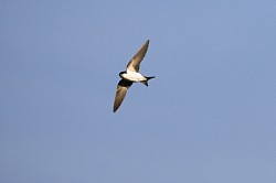 House Martin