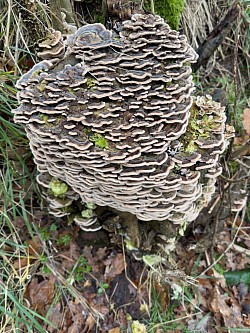 Fungi - Turkey Tail