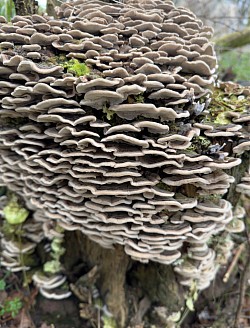 Fungi - Turkey Tail