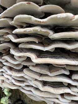 Fungi - Turkey Tail