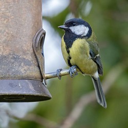 Great Tit