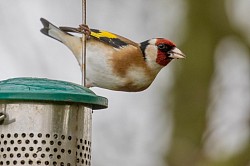 Goldfinch