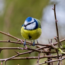 Blue Tit